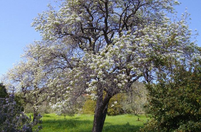 Dolce Primavera all’Elba